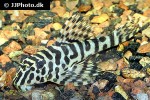 peckoltia compta peckoltia compta