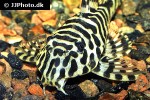 peckoltia compta peckoltia compta