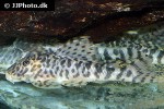 peckoltia compta wild peckoltia compta wild