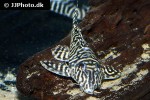 peckoltia compta wild peckoltia compta wild