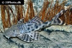 peckoltia furcata peckoltia furcata