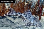 peckoltia furcata peckoltia furcata