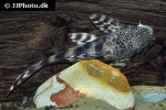 peckoltia furcata peckoltia furcata