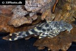 peckoltia furcata peckoltia furcata