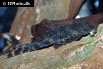 peckoltia furcata peckoltia furcata