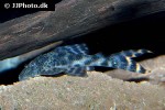 peckoltia furcata peckoltia furcata