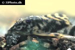 peckoltia lineola peckoltia lineola
