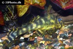 peckoltia lineola peckoltia lineola