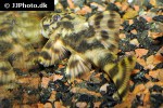 peckoltia lineola peckoltia lineola