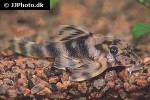 peckoltia lineola peckoltia lineola