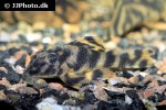 peckoltia lineola peckoltia lineola