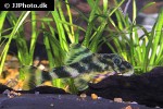 peckoltia lineola peckoltia lineola