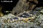 peckoltia lineola peckoltia lineola
