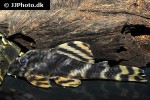 peckoltia lineola peckoltia lineola