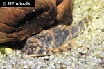 peckoltia lineola peckoltia lineola