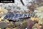 peckoltia lujani peckoltia lujani