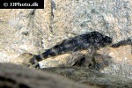 peckoltia lujani peckoltia lujani