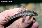 peckoltia lujani peckoltia lujani
