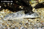 peckoltia lujani peckoltia lujani