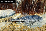 peckoltia lujani peckoltia lujani
