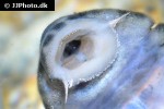 peckoltia lujani peckoltia lujani
