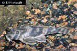 peckoltia multispinis peckoltia multispinis