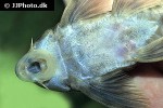 peckoltia multispinis peckoltia multispinis