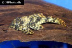 peckoltia oligospila peckoltia oligospila