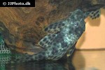 peckoltia oligospila peckoltia oligospila