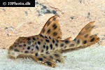 peckoltia oligospila peckoltia oligospila