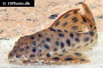 peckoltia oligospila peckoltia oligospila