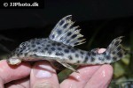 peckoltia oligospila peckoltia oligospila