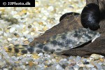 peckoltia oligospila peckoltia oligospila