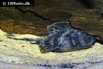 peckoltia oligospila peckoltia oligospila