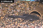 peckoltia pankimpuju peckoltia pankimpuju