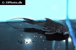 peckoltia pankimpuju peckoltia pankimpuju