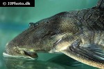 peckoltia pankimpuju peckoltia pankimpuju
