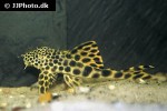 peckoltia sabaji peckoltia sabaji
