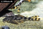 peckoltia sabaji peckoltia sabaji
