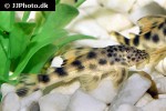 peckoltia sabaji peckoltia sabaji