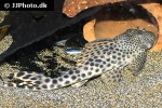 peckoltia sabaji peckoltia sabaji