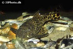 peckoltia sabaji peckoltia sabaji