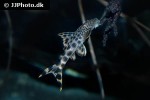 peckoltia sabaji peckoltia sabaji