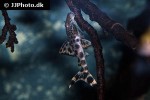 peckoltia sabaji peckoltia sabaji