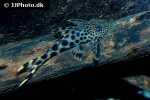peckoltia sabaji peckoltia sabaji