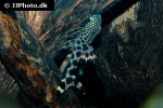 peckoltia sabaji peckoltia sabaji