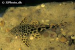 peckoltia sabaji peckoltia sabaji