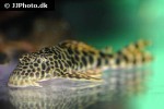peckoltia sabaji peckoltia sabaji