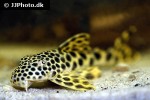 peckoltia sabaji peckoltia sabaji