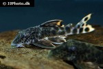 peckoltia sabaji peckoltia sabaji